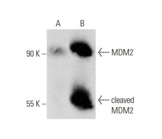MDM2 Antibody (D-12) - Western Blotting - Image 139398 