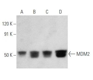 MDM2 Antibody (D-7) - Western Blotting - Image 354365 