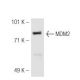 MDM2 Antibody (HDM2-323) - Western Blotting - Image 50256