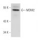 MDM2 Antibody (HDM2-323) - Western Blotting - Image 54445 