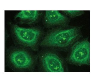 MDMX Antibody (A-11) - Immunofluorescence - Image 149343 