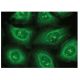 MDMX Antibody (A-11) - Immunofluorescence - Image 149343 