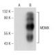 MDMX Antibody (A-11) - Western Blotting - Image 148772 