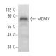MDMX Antibody (A-11) - Western Blotting - Image 374820