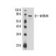 MDMX Antibody (D-4) - Western Blotting - Image 17026 