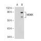 MDMX Antibody (D-4) - Western Blotting - Image 37225