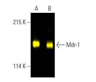 MDR1/ABCB1 Antibody (G-1) - Western Blotting - Image 396435