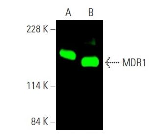 MDR1/ABCB1 Antibody (D-11) - Western Blotting - Image 375249 