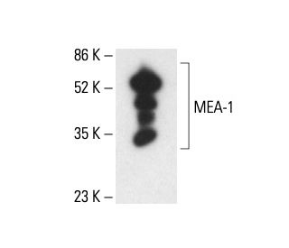 MEA-1 Antibody (G-7) - Western Blotting - Image 411253 