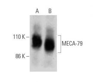 MECA-79 Antibody (MECA-79) - Western Blotting - Image 370746 