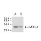 MECL-1 Antibody (C-2) - Western Blotting - Image 51592 