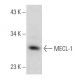MECL-1 Antibody (C-2) - Western Blotting - Image 358394 