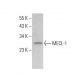 MECL-1 Antibody (C-2) - Western Blotting - Image 379887