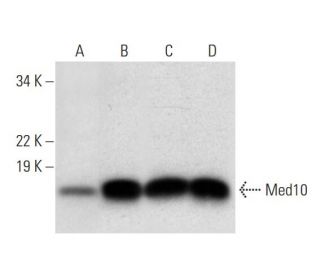 Med10 Antibody (C-2) - Western Blotting - Image 295922 