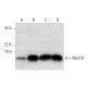 Med10 Antibody (C-2) - Western Blotting - Image 295922 