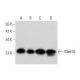 Med18 Antibody (E-4) - Western Blotting - Image 320448 