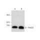 Med22 Antibody (D-10) - Western Blotting - Image 297947 