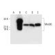 Med30 Antibody (C-6) - Western Blotting - Image 294520