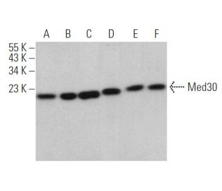 Med30 Antibody (C-6) - Western Blotting - Image 374397 