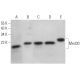 Med30 Antibody (C-6) - Western Blotting - Image 374394 