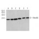 Med30 Antibody (C-6) - Western Blotting - Image 374397 