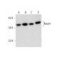 Med4 Antibody (D-7) - Western Blotting - Image 301515