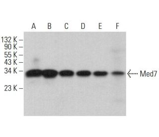 Med7 Antibody (E-4) - Western Blotting - Image 384326 