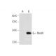 Med8 Antibody (A-5) - Western Blotting - Image 145580