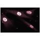 MEF-2D Antibody (9) - Immunofluorescence - Image 133605