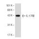 IL-17RB Antibody (97C691) - Western Blotting - Image 55371 