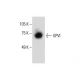 GPVI Antibody (H-5) - Western Blotting - Image 287918