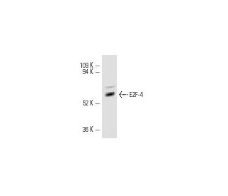 E2F-4 Antibody (D-3) - Western Blotting - Image 10721 