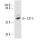 E2F-4 Antibody (D-3) - Western Blotting - Image 10721 