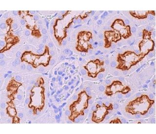 megalin/LRP2 Antibody (H-10) - Immunohistochemistry - Image 369243 
