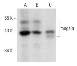 megsin Antibody (H-10) - Western Blotting - Image 357326