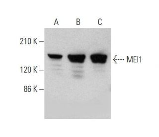 MEI1 Antibody (F-4) - Western Blotting - Image 346467 
