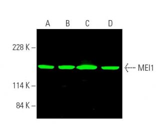 MEI1 Antibody (F-4) - Western Blotting - Image 388906 