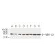 MEK-1/2 Antibody (9G3) - Western Blotting - Image 62932 