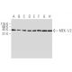 MEK-1/2 Antibody (9G3) - Western Blotting - Image 395898
