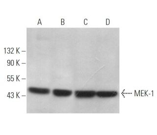 MEK-1 Antibody (H-8) - Western Blotting - Image 372944 