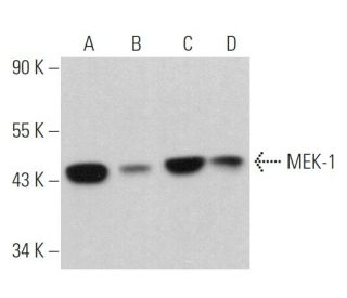 MEK-1 Antibody (A-8) - Western Blotting - Image 361143