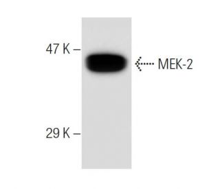 MEK-2 Antibody (8E8) - Western Blotting - Image 47061 