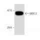 MEK-2 Antibody (8E8) - Western Blotting - Image 47061 