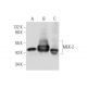 MEK-2 Antibody (8E8) - Western Blotting - Image 60044