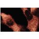 MEK-2 Antibody (96) - Immunofluorescence - Image 133615 