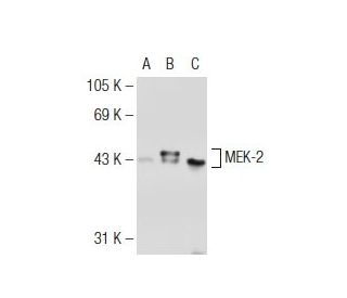 MEK-2 Antibody (96) - Western Blotting - Image 125911 
