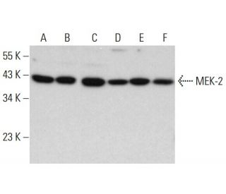 MEK-2 Antibody (A-1) - Western Blotting - Image 377270 