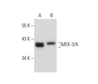 MEK-3/6 Antibody (B-1) - Western Blotting - Image 133134 