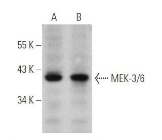 MEK-3/6 Antibody (D-3) - Western Blotting - Image 355247 