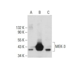MEK-3 Antibody (5F7) - Western Blotting - Image 131436 